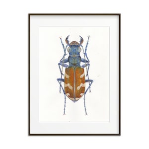Cicindela Nitida Käfer Druck: Aquarell Insekt Illustration