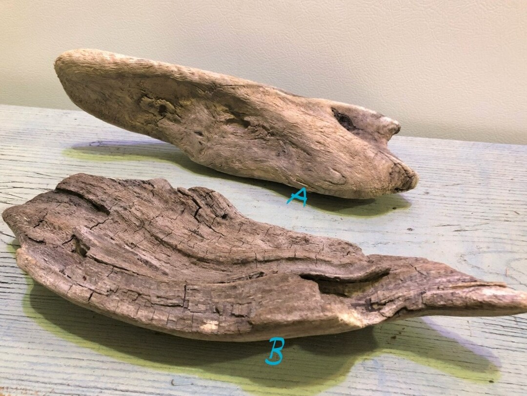 2 DRIFTWOOD PIECES Base for Air Plants, Dry Arrangements, Beach and