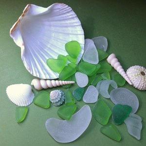 White Decorative Sea Shell and Mint Green Sea Glass, 1 Pound Shells for  Decoration, Shells for Craft
