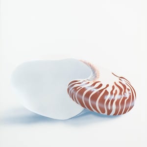 May include: A nautilus shell with a white and brown striped pattern. The shell is lying on a white surface.