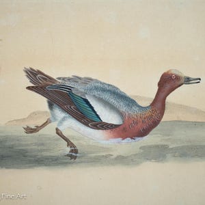 Antique 18th Century Etching of Widgeon Duck, Hand Painted and Beautiful!