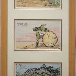 May include: A framed illustration of three different types of turtles: a Gopher Tortoise, a Green Sea Turtle, and a Softshell Turtle. Each illustration is labeled with the common name and scientific name of the turtle.