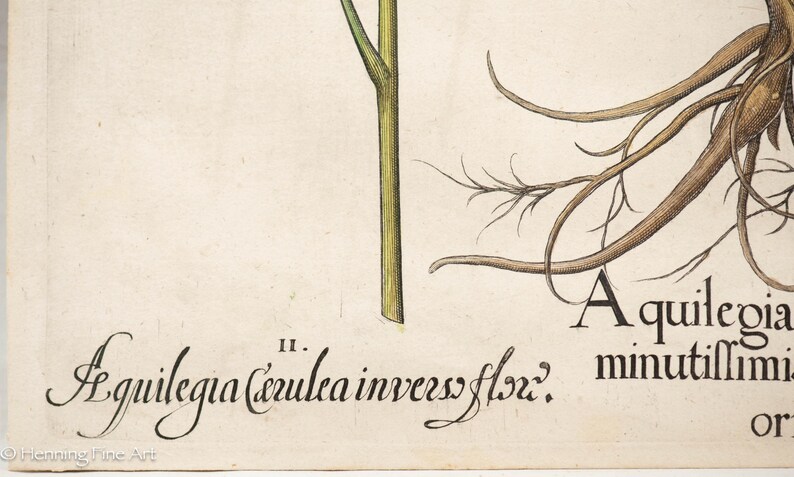 Stunning Basilius Besler 17th Century Botanical Engraving of Three ...