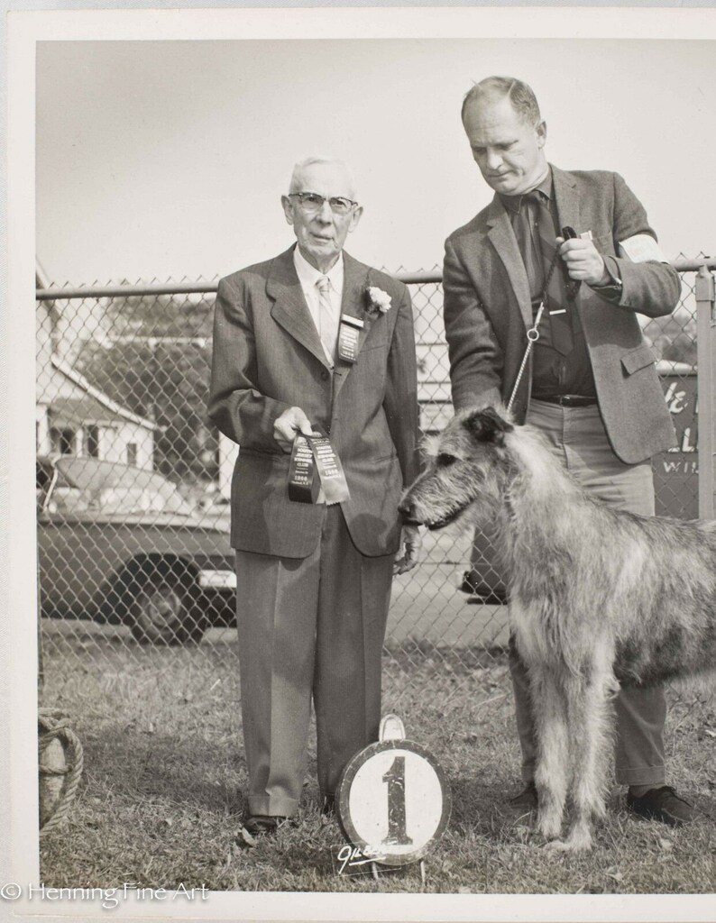 Rare William Gilbert B&W Photo Large Irish Wolfhound Dog Show Etsy