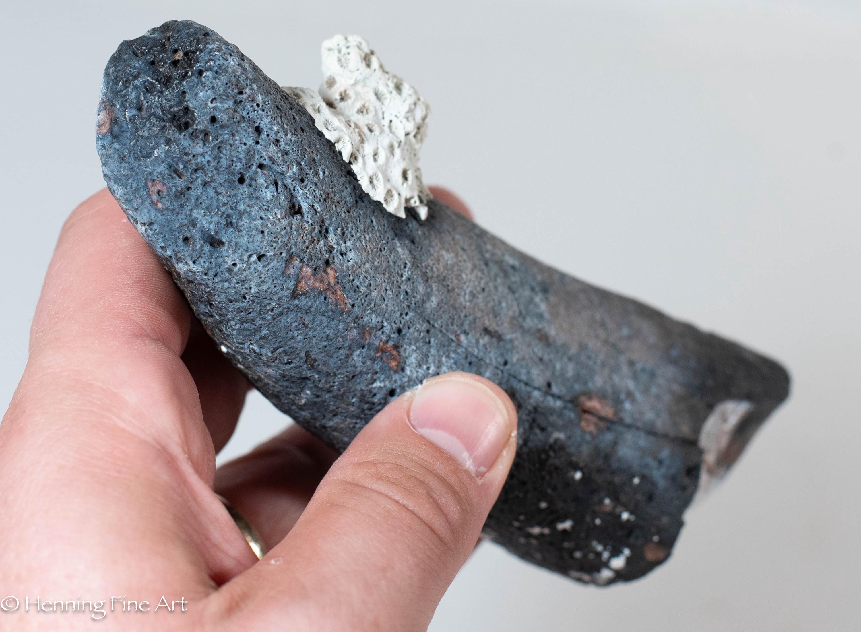 Lovely Dugong Fossil Rib Section With Barnacles 6.5