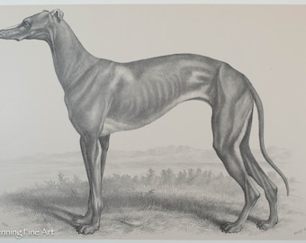 Op de afbeelding: Een zwart-witte illustratie van een windhond die in een grasveld staat. De hond kijkt naar links en houdt zijn hoofd hoog. De illustratie is in vintage stijl.