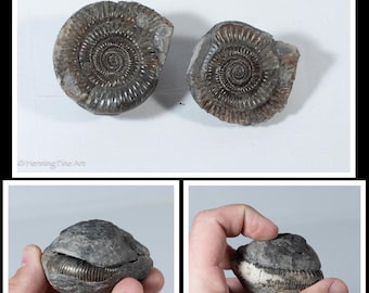 Beautiful Ammonite Fossil Both Halves Fits Together 2.5" 204g