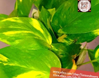 Golden Pothos 15 inch live plant homegrown houseplant Christmas Gift lionsandmoons lawn garden winter plant indoor
