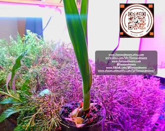 Mammoth Garlic Organic Elephant Garlic Live plant 8+ inches fully footed free shipping lionsandmoons rare plants sold cheap