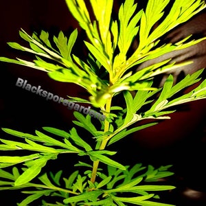 Mugwort Sale !!!!/ Artemisia Vulgaris / Woodworm Live Plant 9 Inch  Small Bush Black Spore Gardens Same plant in the pictures