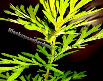 Mugwort Sale !!!!/ Artemisia Vulgaris / Woodworm 5 starter plants lionsandmoons Gardens Same plant in the pictures