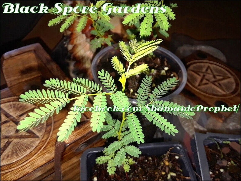 Mimosa PudicaLive ShamePlant 7 Inch Live Plants  Black image 0