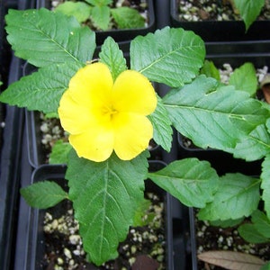 Damiana Turnera diffusa, 2 -8 inch Live Plant Organic Homegrown