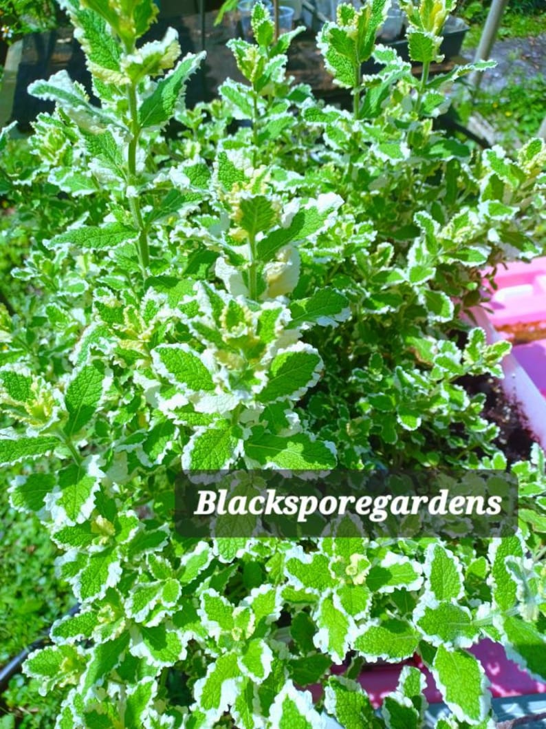 Pineapple Mint,Mentha suaveolensVariegata 2-8 inch Live Plants Organic Homegrown Homemade image 2