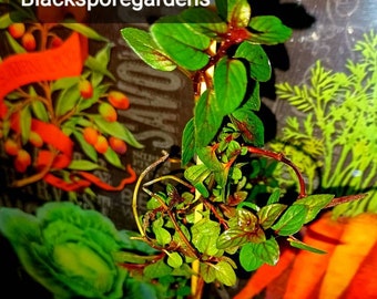 Chocolate Mint Live Plant Organic !!! 2 free gifts included the same plants in the pictures