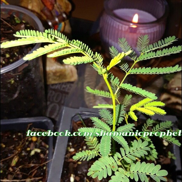 Mimosa Pudica, ShamePlant 25 fresh seeds  Organic Fresh !!! Black Spore Gardens