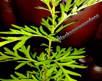 Mugwort  Sale !!!/ Artemisia Vulgaris / Woodworm Live Plant Half Gallon Bush Black Spore Gardens The same plant in the pictures