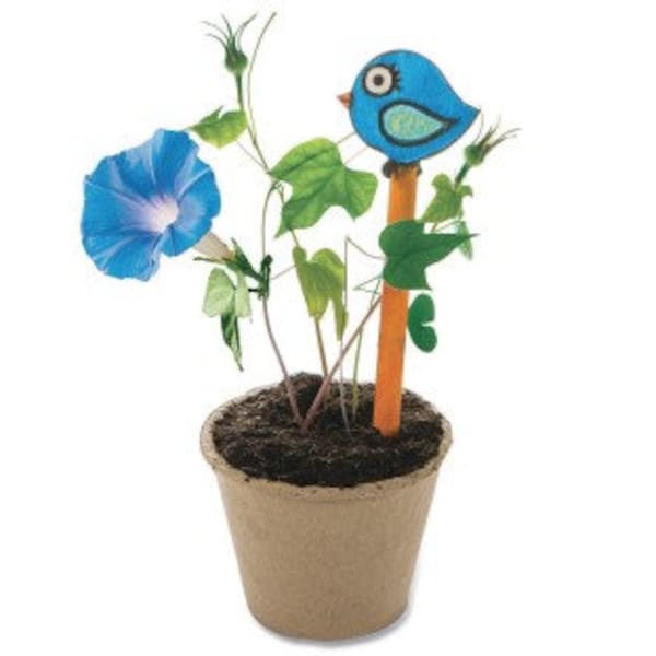 Heavenly Blue Morning Glory 8 inch Live Plant Organic Homegrown