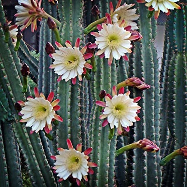 Cereus repandus, the Peruvian apple cactus 25 Seeds Organic !! Gifts Included