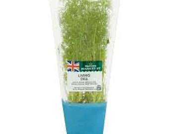 Fernleaf Dill 1-40 inch Live plants Organic and Homegrown