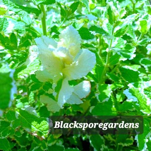 Pineapple Mint,Mentha suaveolensVariegata 2-8 inch Live Plants Organic Homegrown Homemade image 3