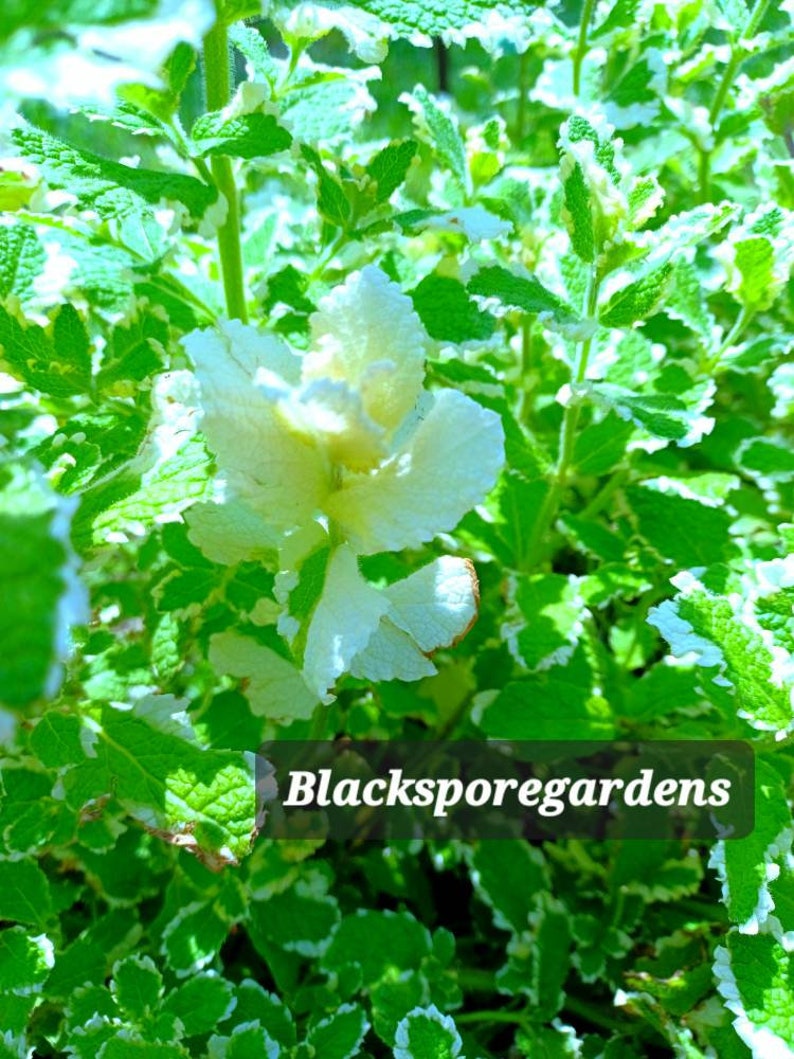 Pineapple Mint,Mentha suaveolensVariegata 2-8 inch Live Plants Organic Homegrown Homemade image 3