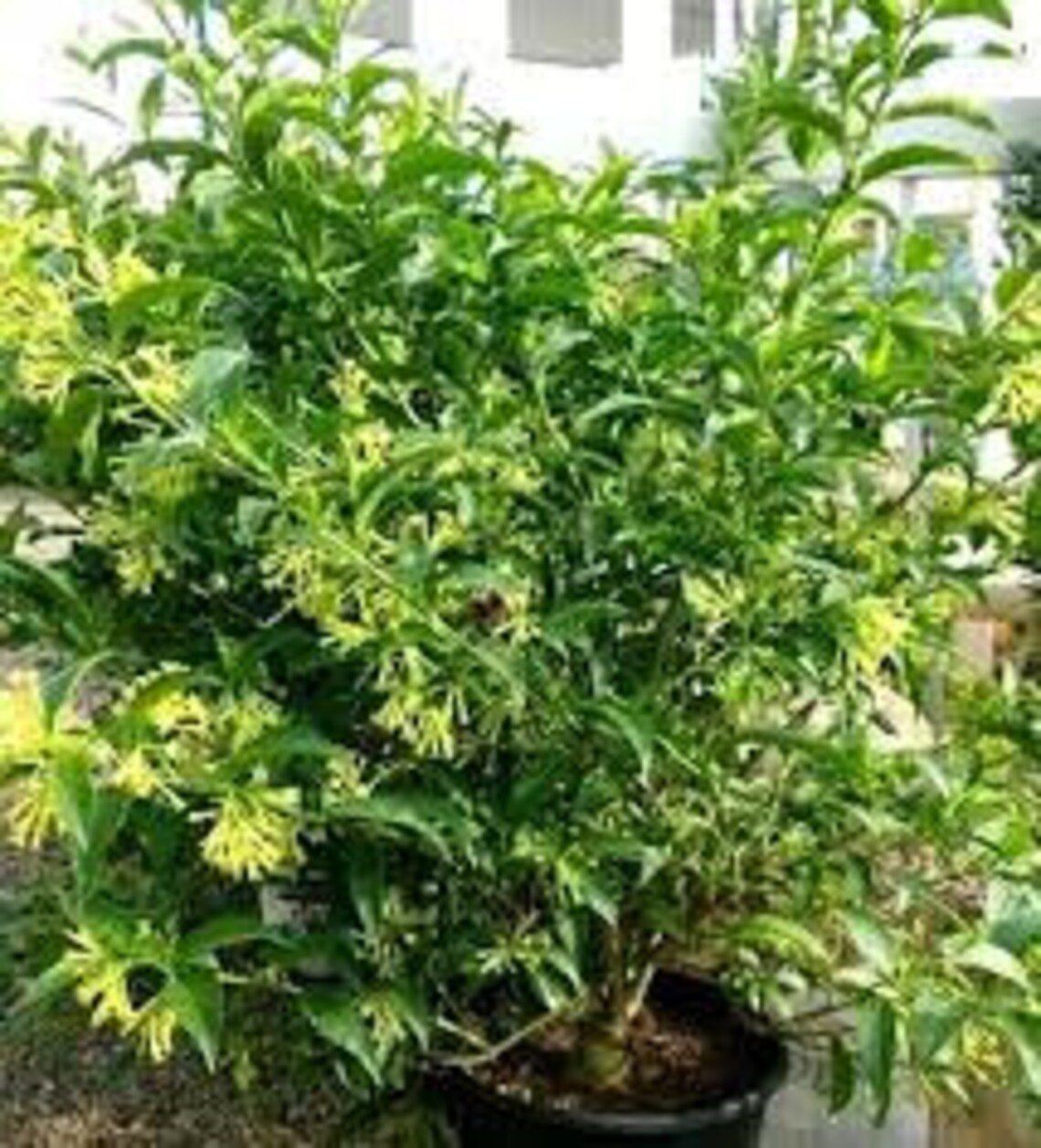 Night Blooming Jasmine Live Plant 20 Inch Organic and Etsy UK
