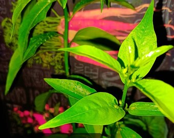 Night Blooming Jasmine Live Plant 14 Inch Organic and Homegrown Queen of the Night (Cestrum nocturnum)