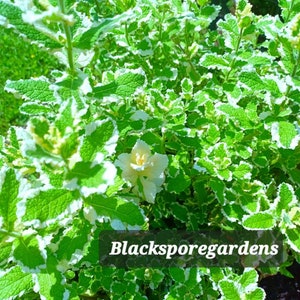 Pineapple Mint,Mentha suaveolensVariegata 2-8 inch Live Plants Organic Homegrown Homemade image 1