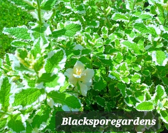 Pineapple Mint, Mentha suaveolens ‘Variegata’ 2-8 inch Live Plants Organic Homegrown Homemade