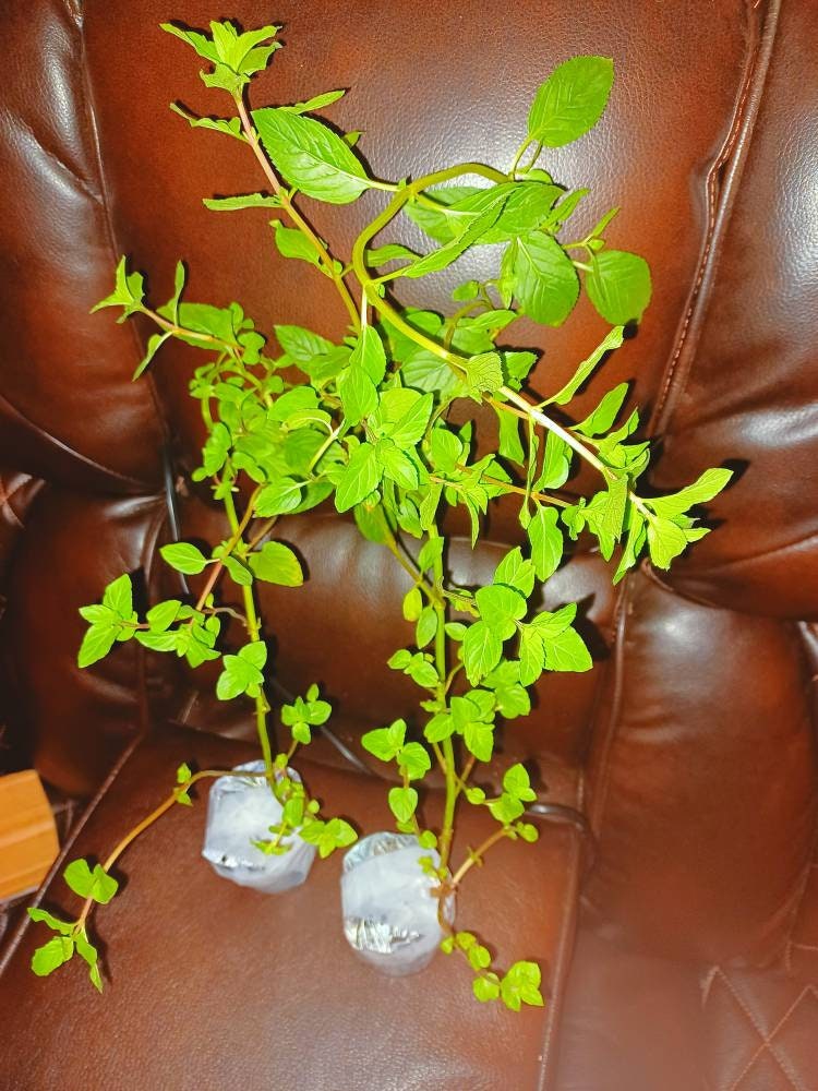 Chocolate Mint Live Plant 8 inch Organic !!! free gifts included same…