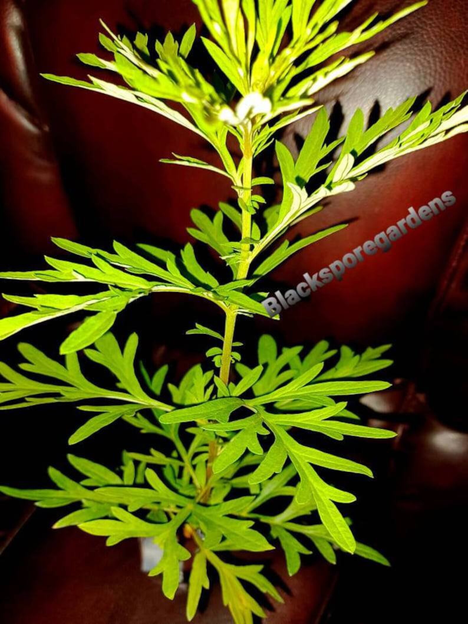 Wild Lettuce Extract Resin 10 Grams Organic Homegrown Etsy