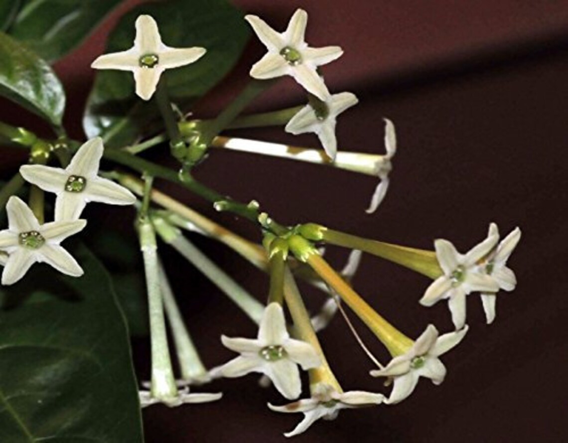 Night Blooming Jasmine Live Plant 20 Inch Organic and Etsy UK