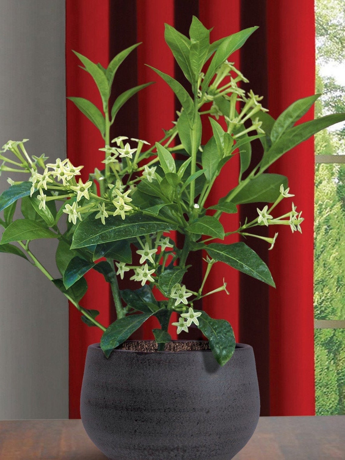 Night Blooming Jasmine Live Plant 20 Inch Organic and Etsy