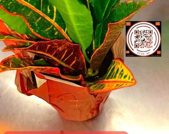 Croton live plant for garden lionsandmoons rare plants sold cheap christmas gift organic homegrown free shipping best deal  on the market