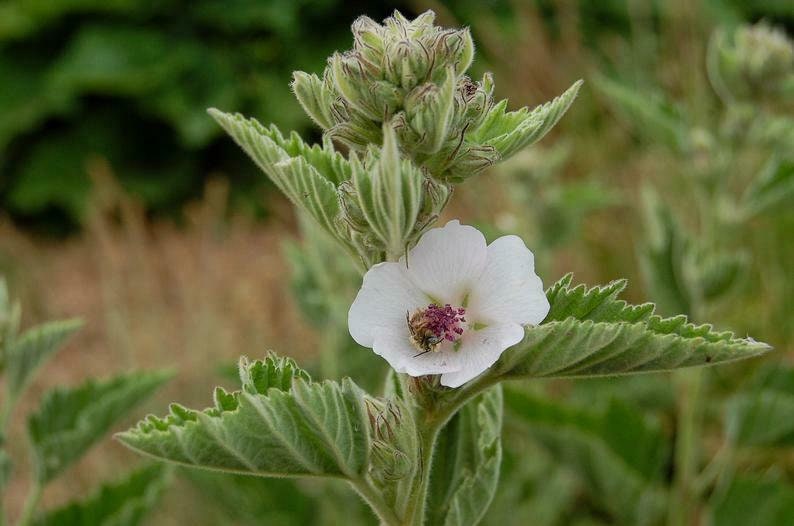 Marshmallow Root Organic 8 inch small bush Live Plant image 0