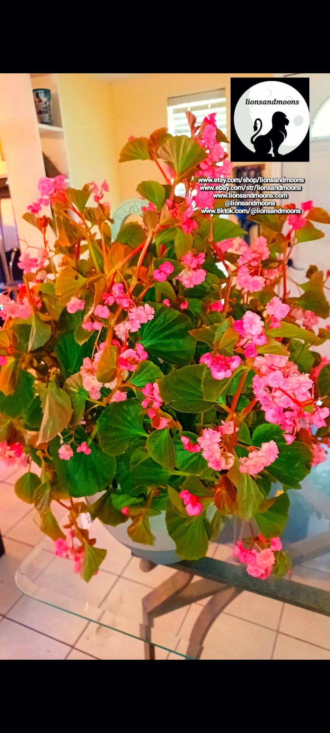 Begonia Semperflorens Flowering Pink Rose 3 Gal Hanging ...