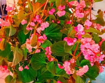 Begonia semperflorens flowering pink rose 3 gal hanging basket 25 plus inches same plant in the pictures and video organic Homegrown