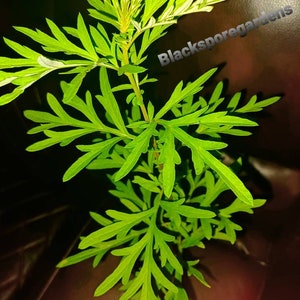 2 Mugwort Sale !!!/ Artemisia Vulgaris / Woodworm Live Plant 9 Inch Small Bush Black Spore Gardens The same plants in the pictures