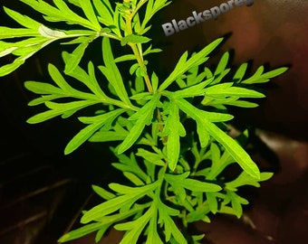 2 Mugwort Sale !!!/ Artemisia Vulgaris / Woodworm Live Plant 9 Inch Small Bush Black Spore Gardens The same plants in the pictures
