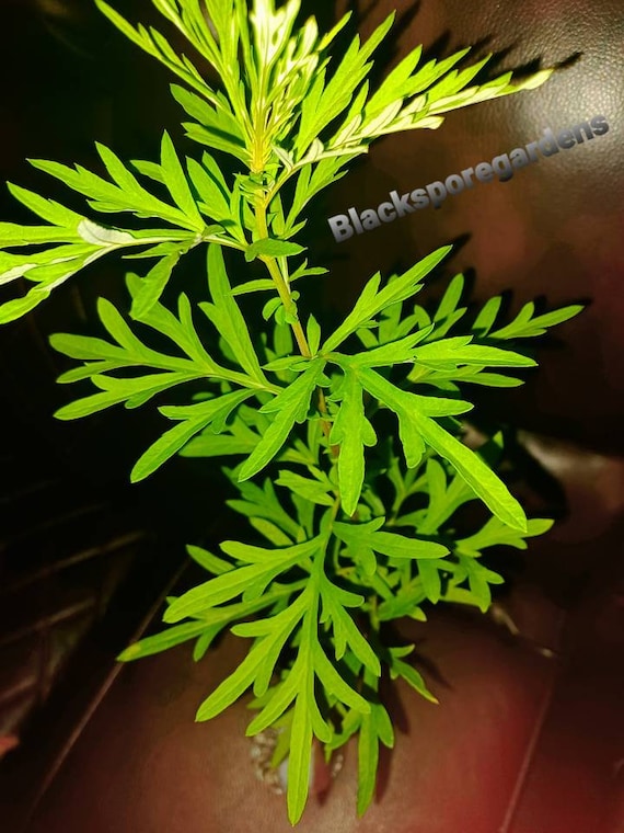 1 Mugwort Sale / Artemisia Vulgaris / Woodworm Live Plant 20 Inch Live Plant  Black Spore Gardens the Same Plants in the Pictures 