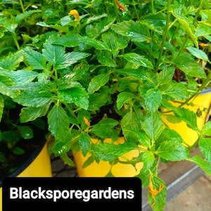 Damiana Turnera diffusa, 1 Gallon Small Bush !!! Live Plant Organic Homegrown 14+ inch