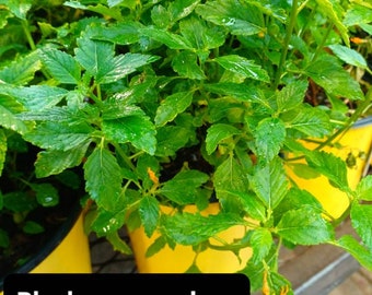 Damiana Turnera diffusa, 1 Gallon Small Bush !!! Live Plant Organic Homegrown 14+ inch