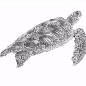 May include: A black and white pencil drawing of a sea turtle swimming in the ocean. The turtle is drawn in detail, with its shell, flippers, and head clearly visible.