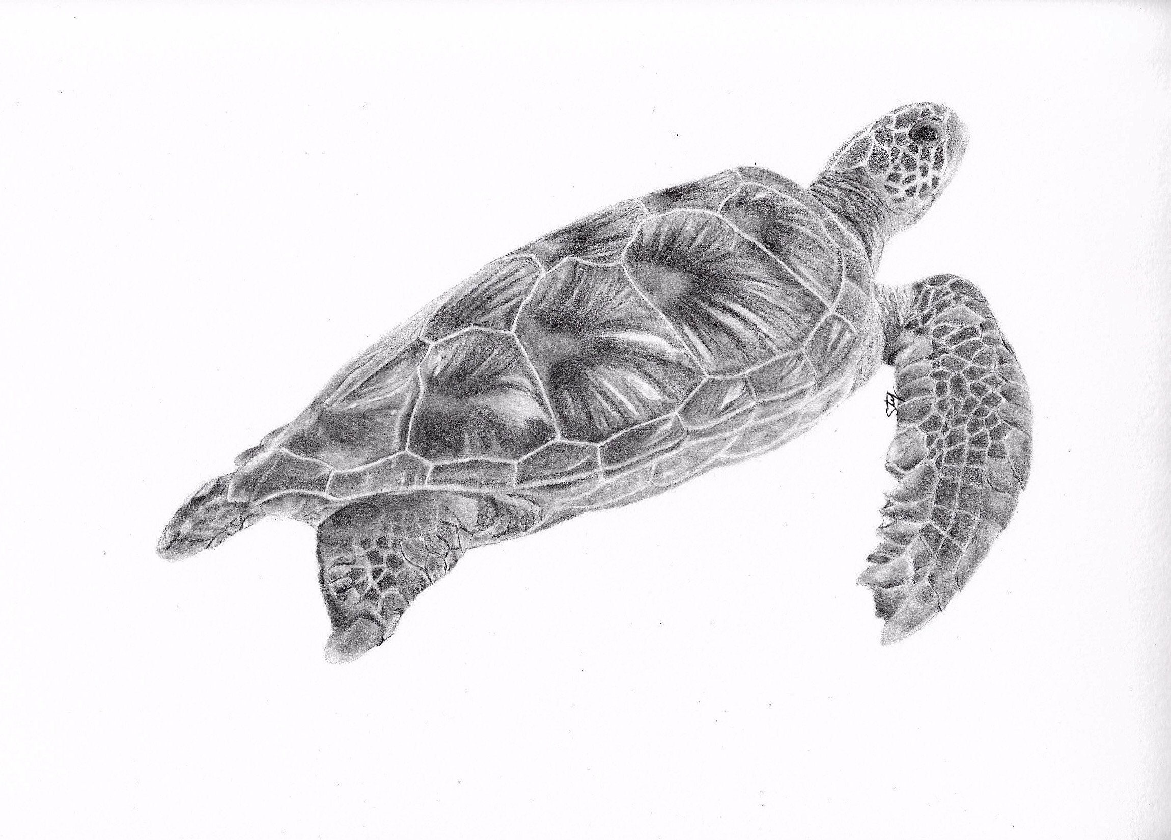 How to Draw a Sea Turtle Step by Step - Let's Draw Today