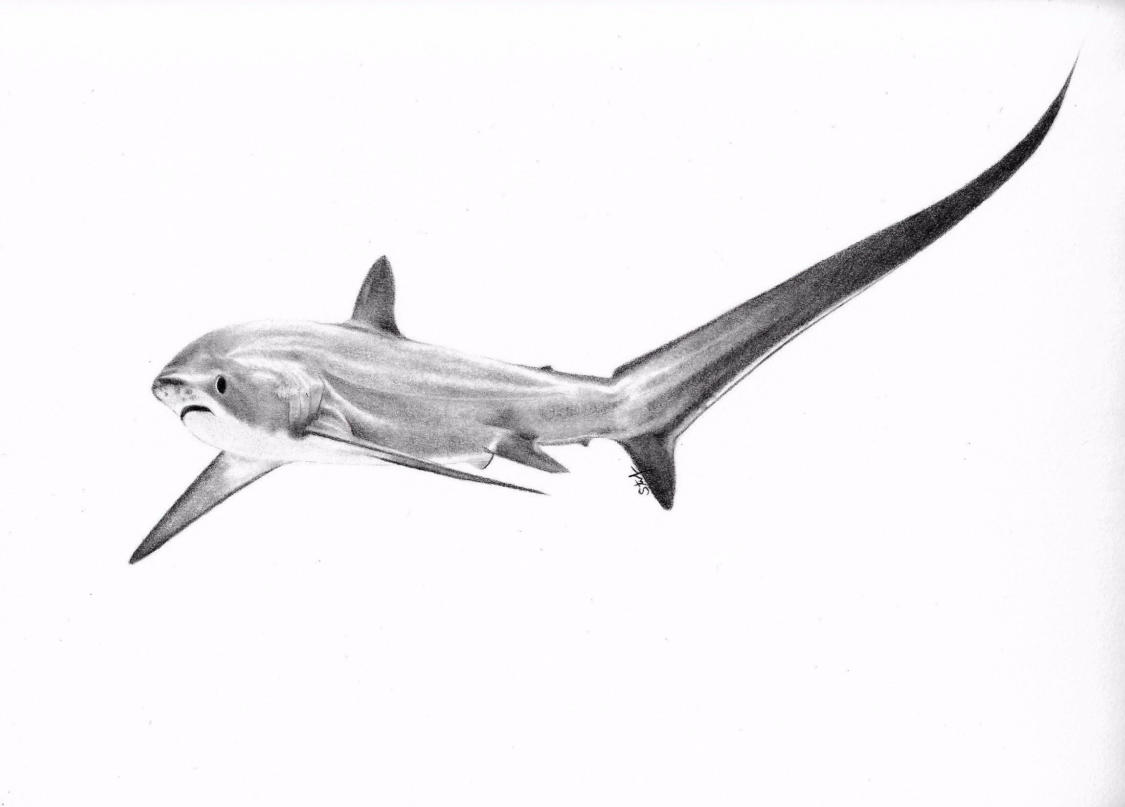 Thresher Shark Original Pencil Graphite Drawing Etsy