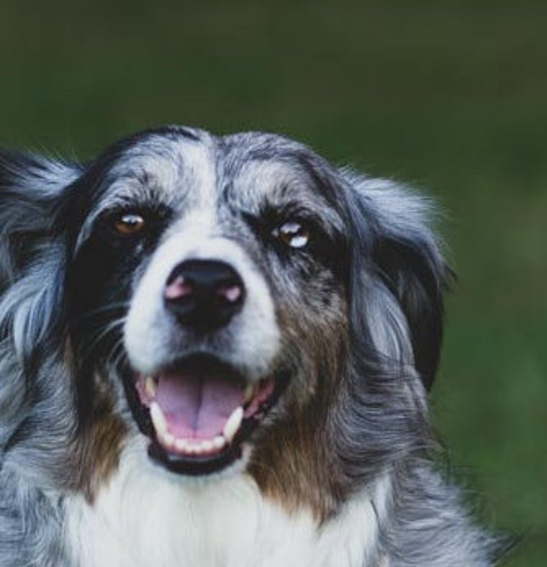 Alle natürlichen Hanf Hund Seife 5 ätherische Öle um gegen Etsy