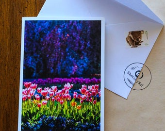 Tulips Doused in Light Greeting Card