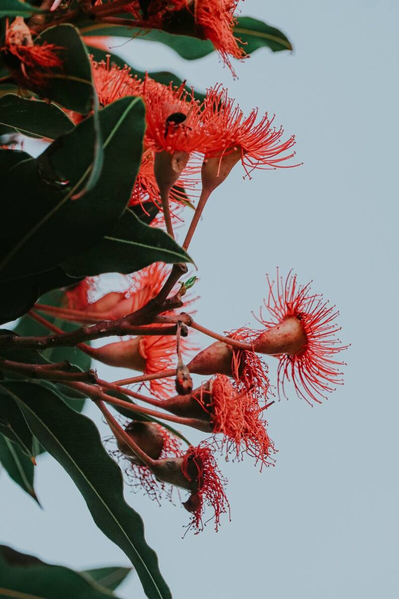 Flowering Gum 5x7 Greeting Card
