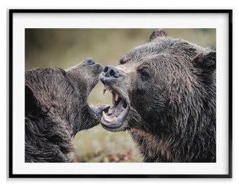 Grizzly Bears Wildlife Photography Print Bear Art Grizzly Poster Bear Wall Art Photography Nature Gift Idea for Mom Spring Gift and Decor